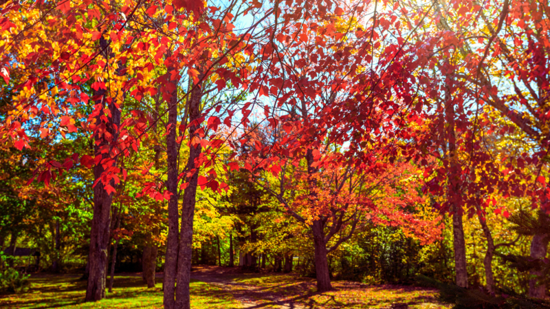 Fall Trees